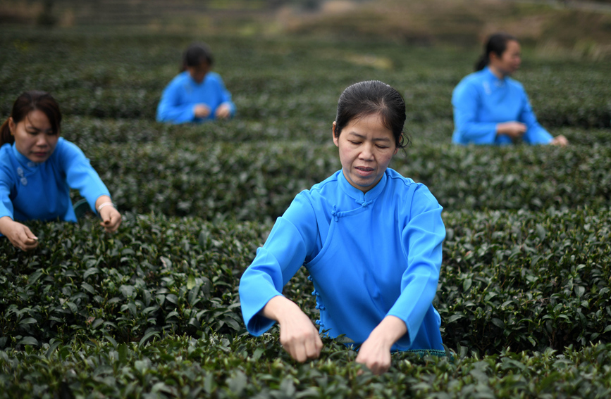 村民在茶園里采茶。潘志祥攝