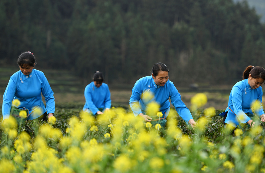 村民在茶園里采茶。潘志祥攝