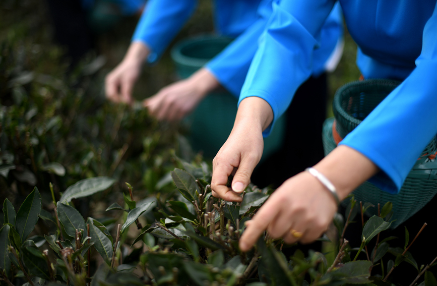 村民在茶園里采茶。潘志祥攝