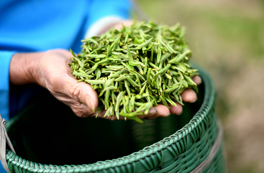 村民在展示采摘到的茶葉。潘志祥攝