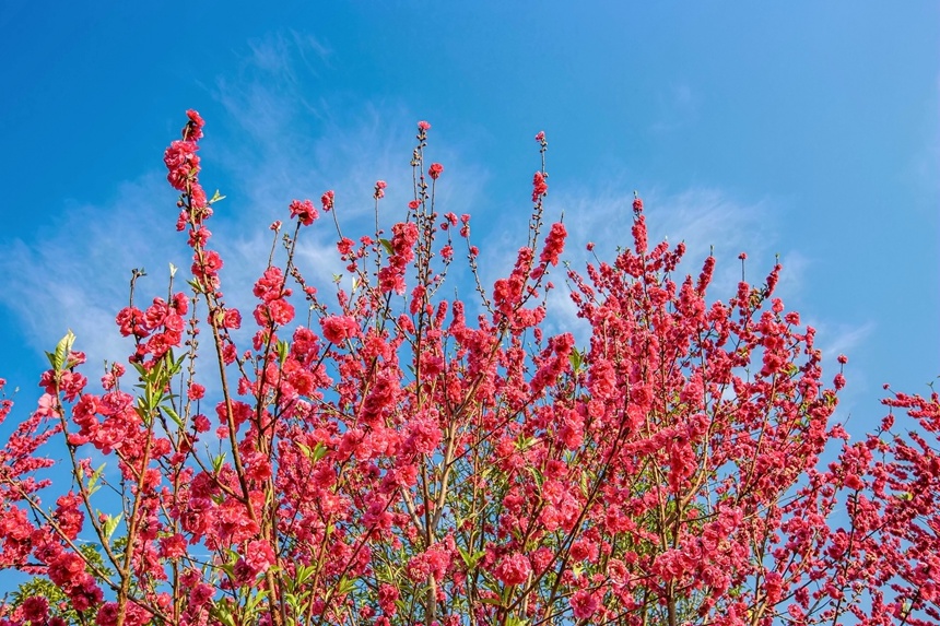 桃花朵朵開。李世華攝