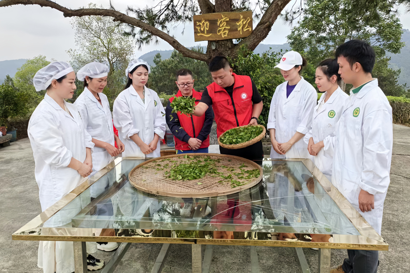 科技特派員指導茶葉加工。黃華江攝