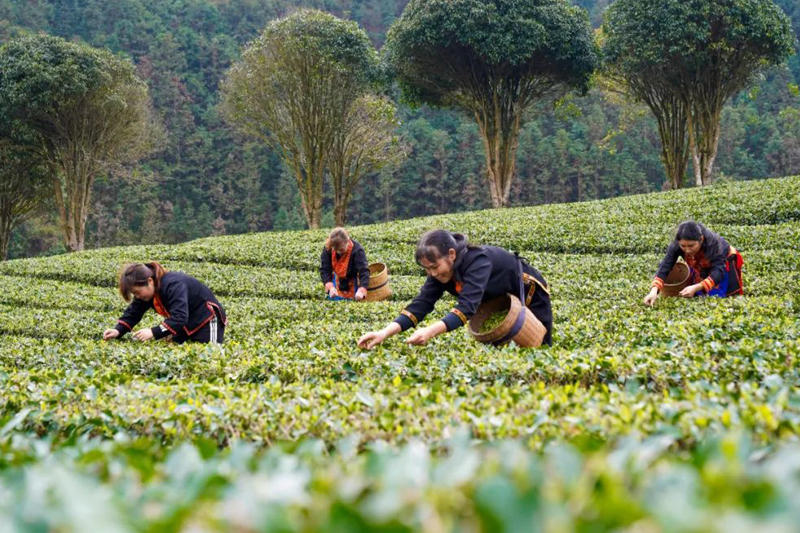 春茶采摘。高如金攝