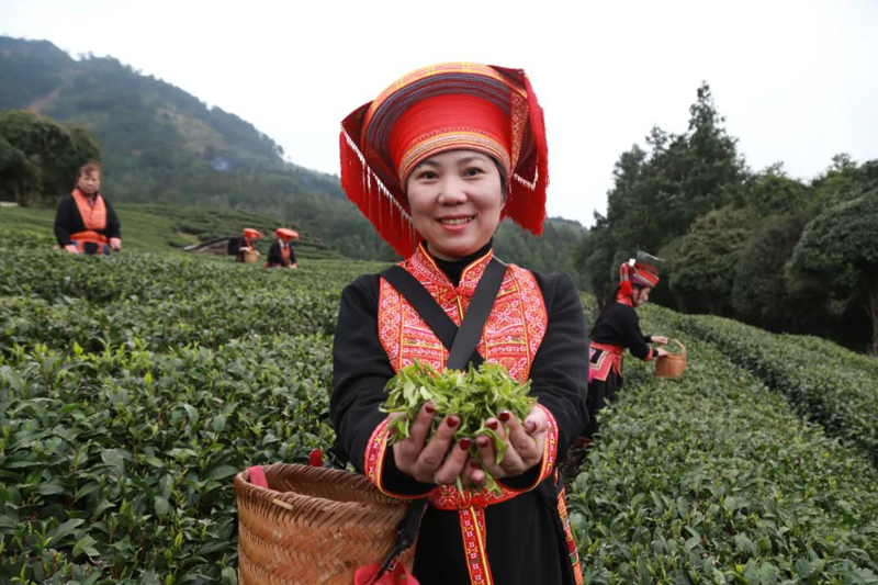 茶農(nóng)展示采摘的春茶。來賓市融媒體中心供圖