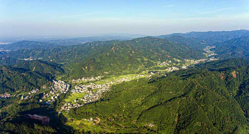 漫山遍野八角林。