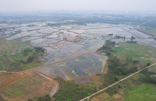 上渡街道上渡村的小龍蝦基地