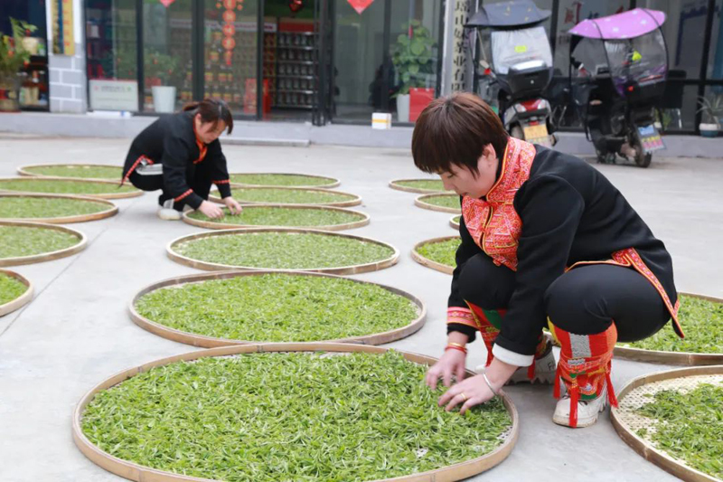 來賓茶香紛飛滿山坡