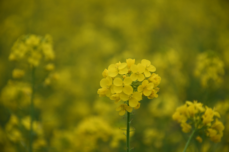 金燦燦的油菜花。