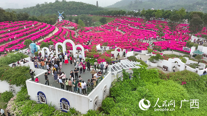 南寧市青秀山風(fēng)景區(qū)葉子花園成為市民游客的熱門打卡地。人民網(wǎng) 雷琦竣攝