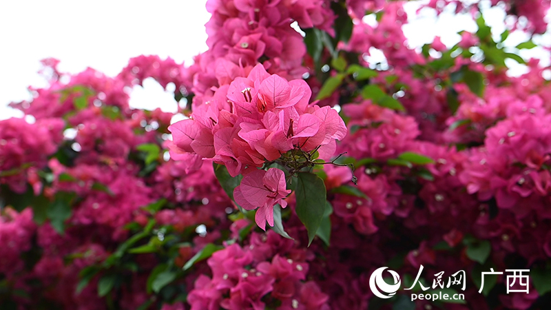 生機(jī)勃勃的葉子花。人民網(wǎng) 雷琦竣攝