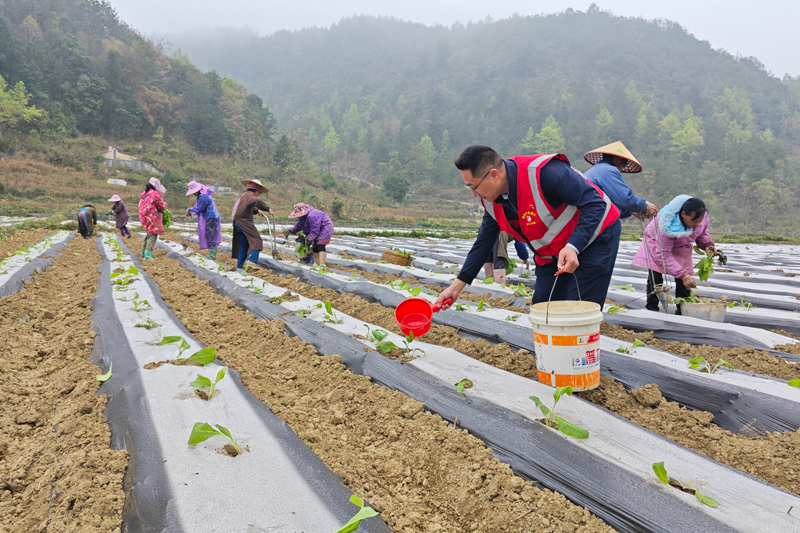 陳科在幫助群眾移栽煙苗。馮俊杰攝