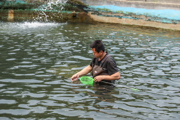 陶晉銳正在檢查魚(yú)苗情況。