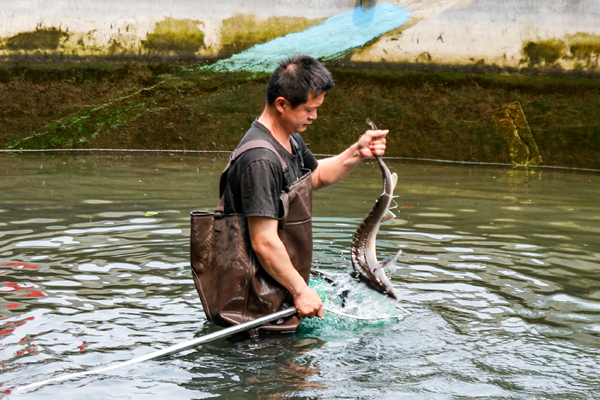 鱘龍魚(yú)養(yǎng)殖。