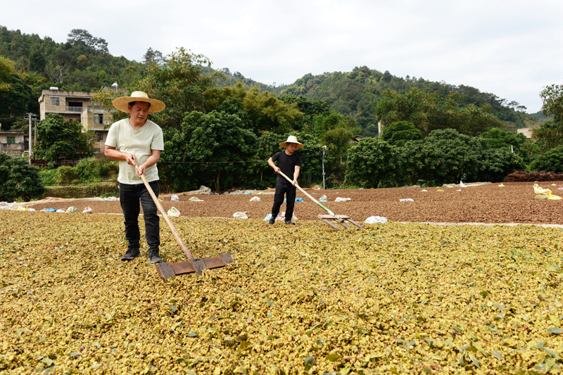 村民在翻曬八角。