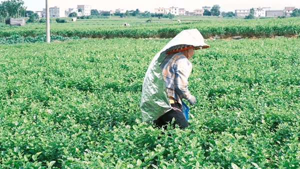 花農(nóng)正在采摘茉莉花