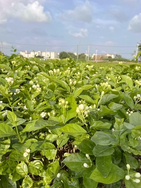 茉莉花長勢良好。陳綱正攝