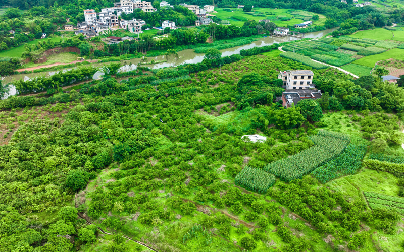 石頭鎮(zhèn)泗福村香水檸檬種植基地。