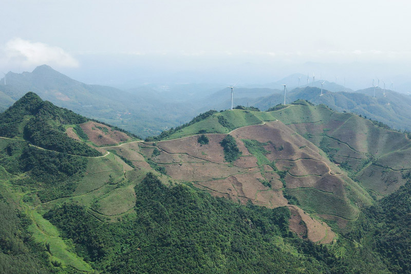 葵聯(lián)村葵山茶園風(fēng)光。葵陽鎮(zhèn)人民政府供圖