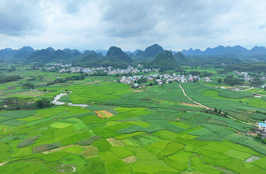 柳州市魚峰區(qū)里雍鎮(zhèn)的螺螄粉原材料基地。陳粵攝