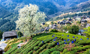 優(yōu)秀獎(jiǎng)：梨花開放采茶忙作者：賴守強(qiáng)