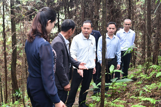 羅城政協(xié)委員在羅城林洋藥材種植有限公司藥材種植示范基地參觀學(xué)習(xí)。 (2)