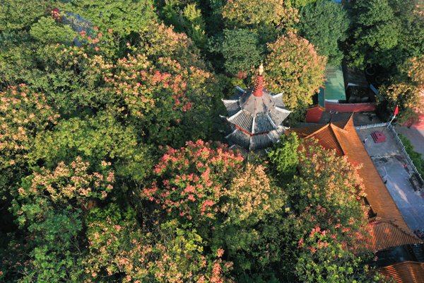 全州縣湘山寺公園內(nèi)欒樹(shù)盛開(kāi)。