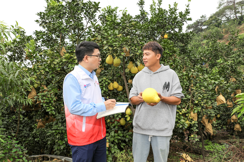 容縣桂銀村鎮(zhèn)銀行自良支行包玉海向曾慶鐘了解種植基地情況。容縣融媒體中心供圖