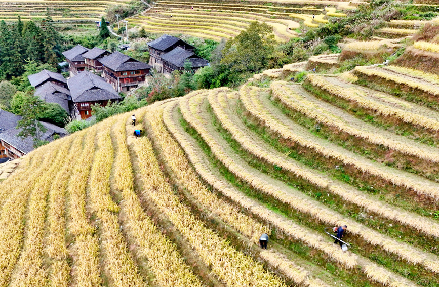 村民在收割水稻。潘志祥攝