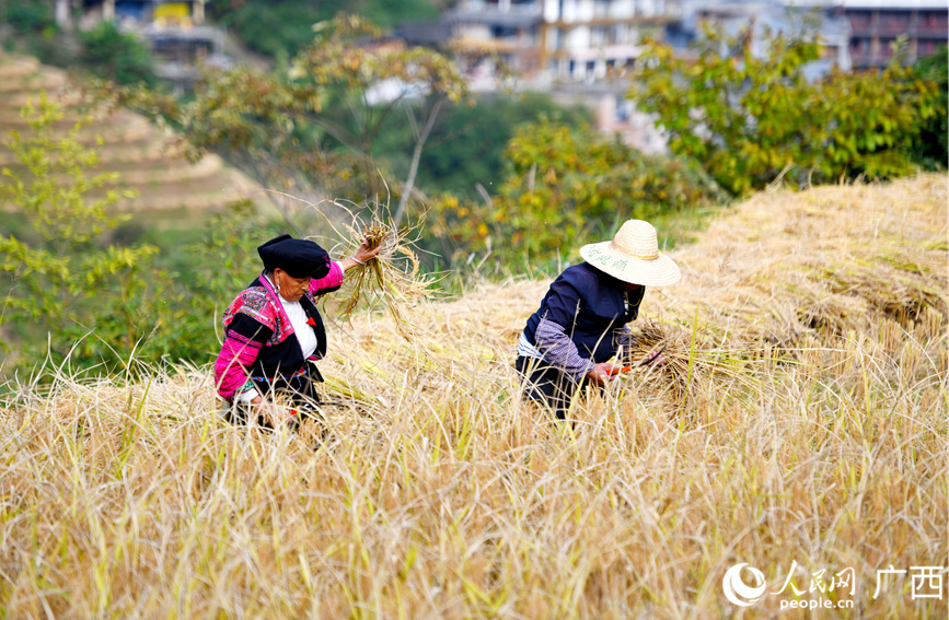 村民在收割水稻。人民網(wǎng)記者 陳燕攝