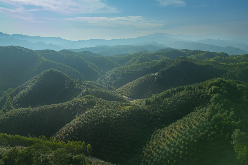 北陀鎮(zhèn)油茶樹基地。邱慶山攝