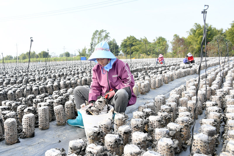 農(nóng)民在采收木耳。