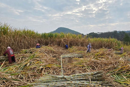 村民在花山社區(qū)甘蔗種植基地內(nèi)砍甘蔗