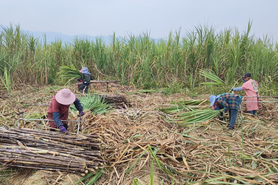 蔗農(nóng)們正忙碌著收割、打捆、搬運甘蔗。