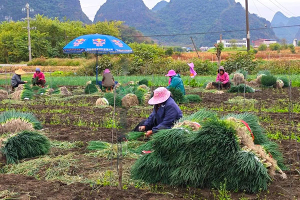 蔥農(nóng)們在地里采收香蔥。柳江區(qū)融媒體中心供圖