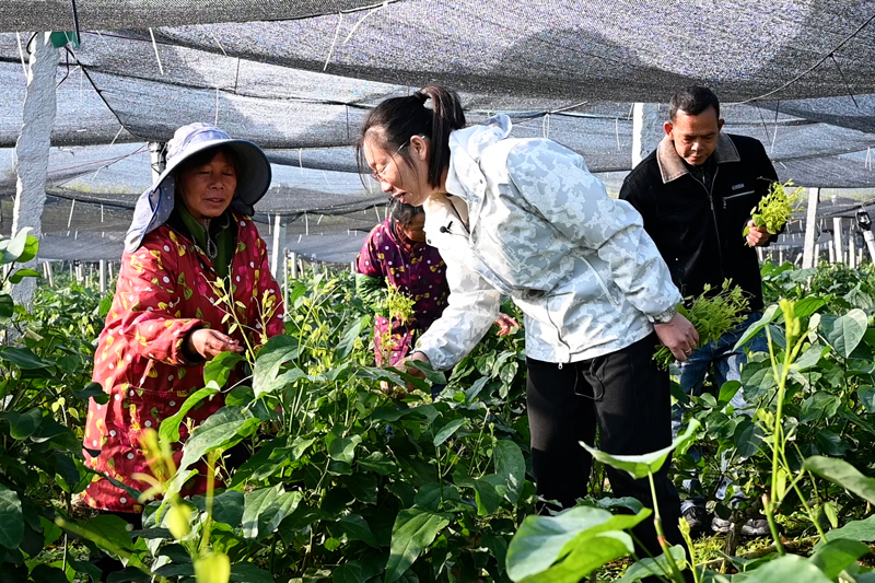 靈熬村致富帶頭人李婷婷在指導(dǎo)群眾采摘龍須菜。