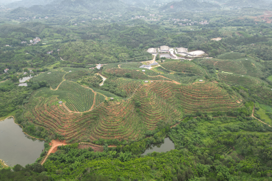 那良鎮(zhèn)生興榮光富民茶產(chǎn)業(yè)基地及“雙創(chuàng)”孵化基地建設(shè)項目水肥一體化茶園