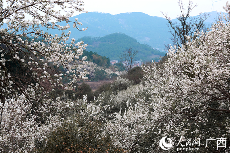 梨花谷內(nèi)花開正盛。人民網(wǎng) 馮肖慧攝